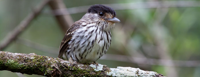Roberts Birds