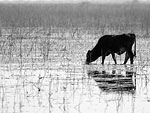 Ngami Cattle 1