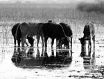 Ngami Cattle 2