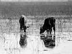 Ngami Cattle 3