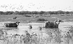 Ngami Cattle wading