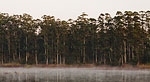 Gums at Eshowe top Dam