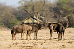 Rhino Walking Safaris