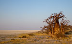 Boabab grove at Kubu