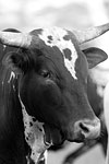 The Hanburys Bull