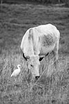Cow and Egret 1