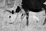 Cow and Egret 2