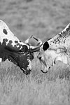 Locked horns