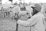 Herdsman