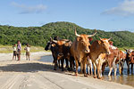 Cattle on Lake Edge - Sibaya