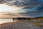 Boys herding Cattle