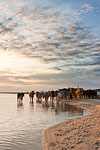 Cattle on Lake Edge - Sibaya